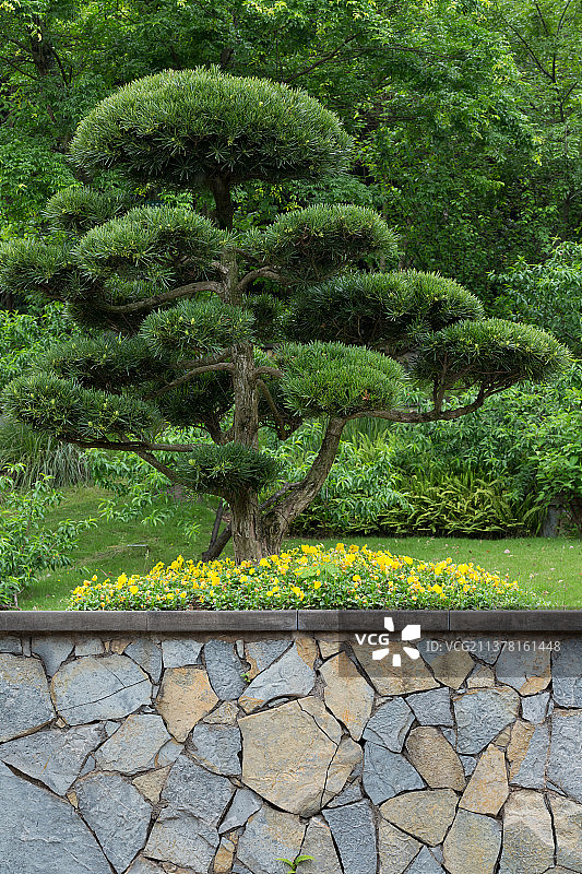 公园里的松树与花坛图片素材