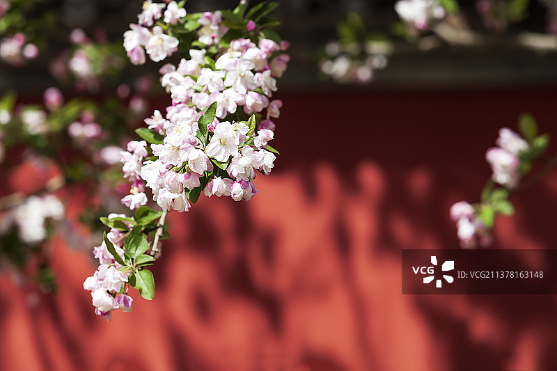 春季粉红海棠花特写图片素材