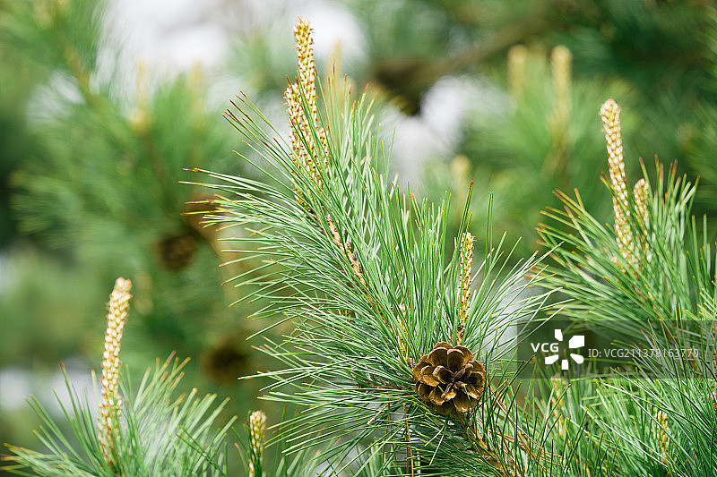 松树和松果图片素材