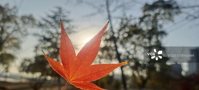 秋日枫叶的特写镜头图片素材