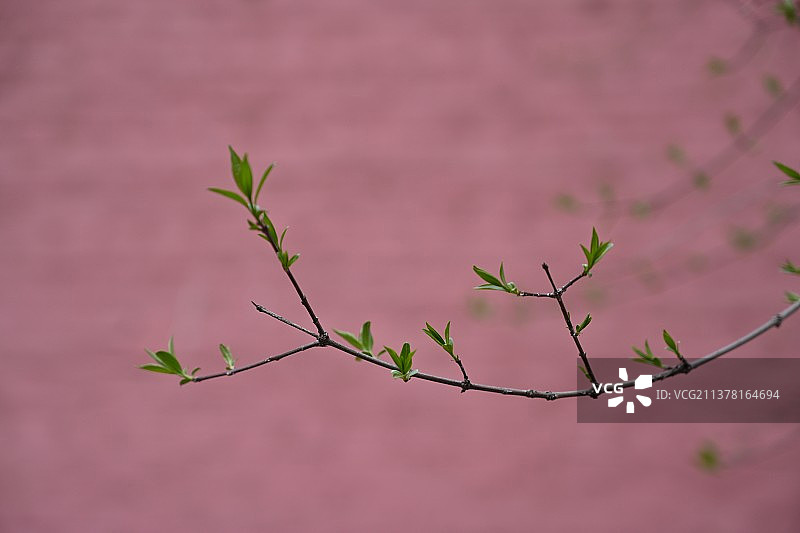 春未老，风细柳斜斜图片素材