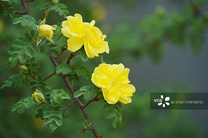 黄刺玫图片素材