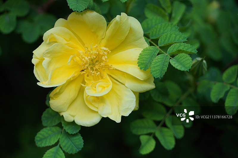 黄刺玫图片素材