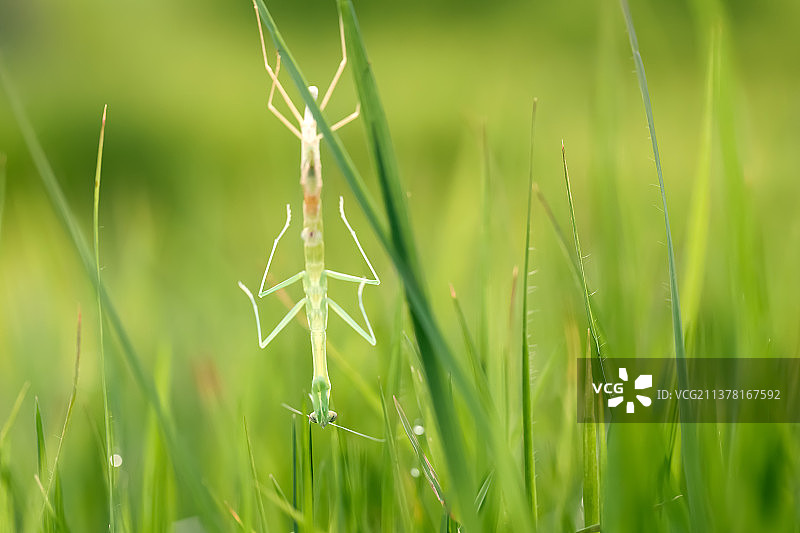 羽化新生图片素材