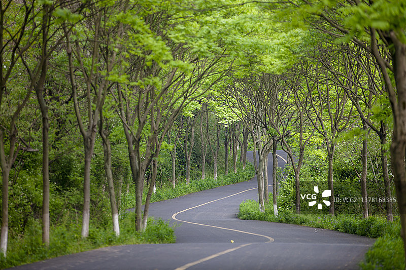 森林和公路图片素材