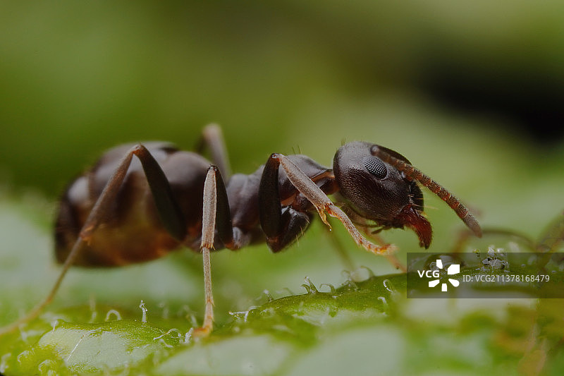 早餐—蚂蚁觅食图片素材