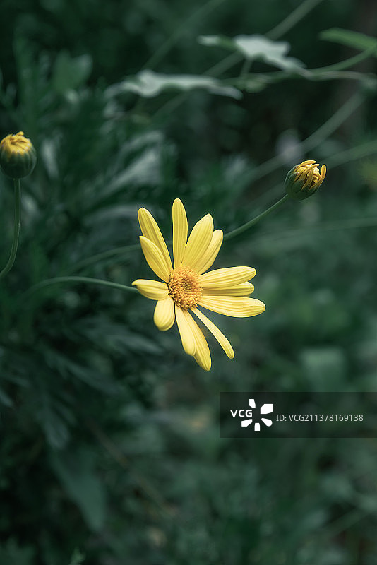 延伸的野菊图片素材