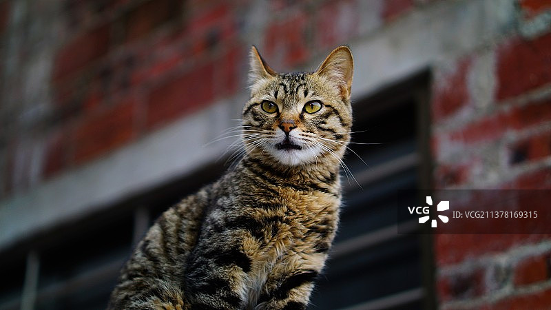 猫的特写肖像图片素材