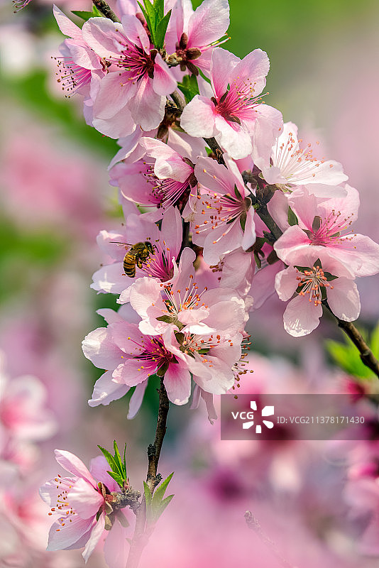 桃花朵朵图片素材