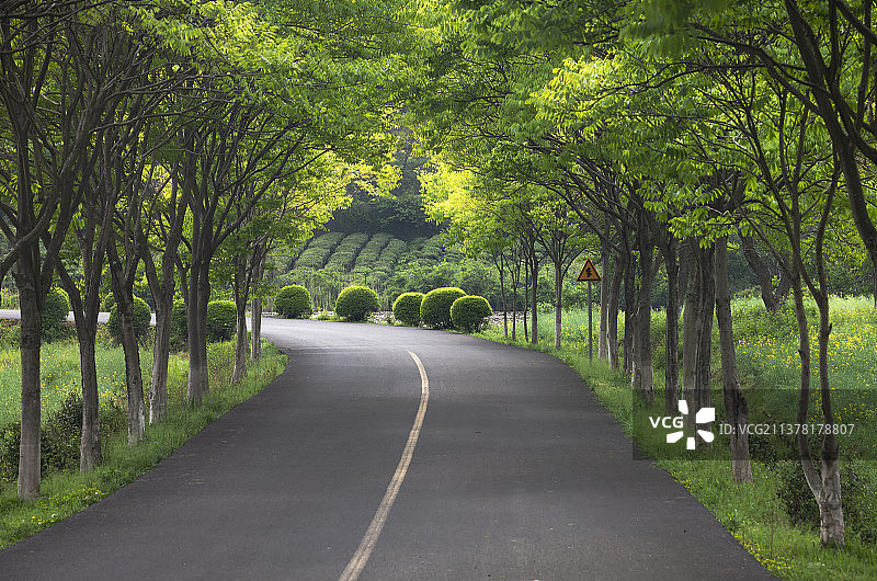 森林和公路图片素材