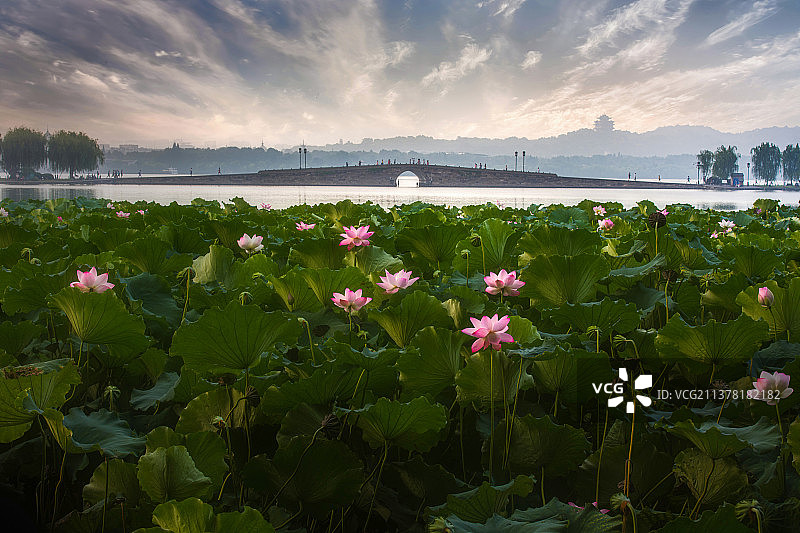 夏日西湖图片素材
