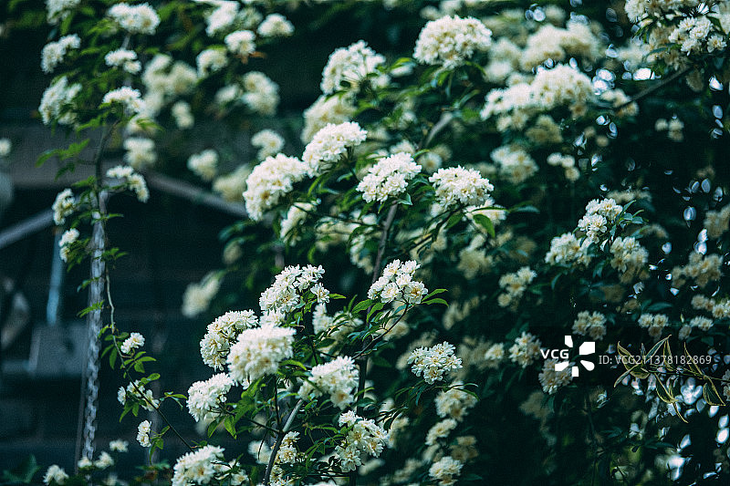 老门东|木香花图片素材
