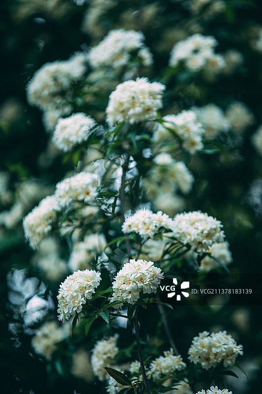 老门东|木香花图片素材