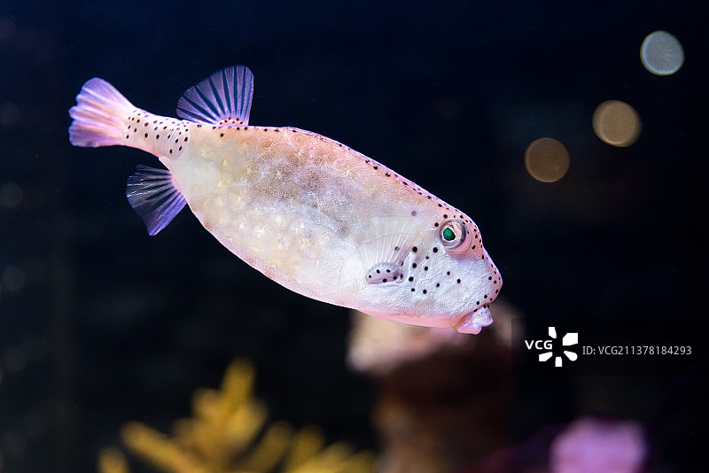 木瓜鱼图片素材