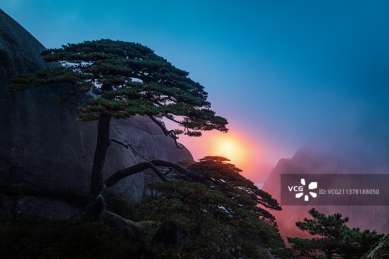 迎客松图片素材