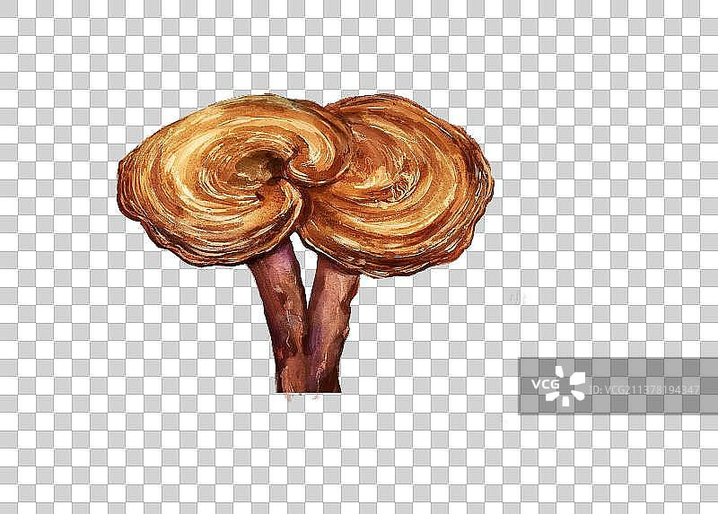 水彩写实风格赤灵芝图片素材