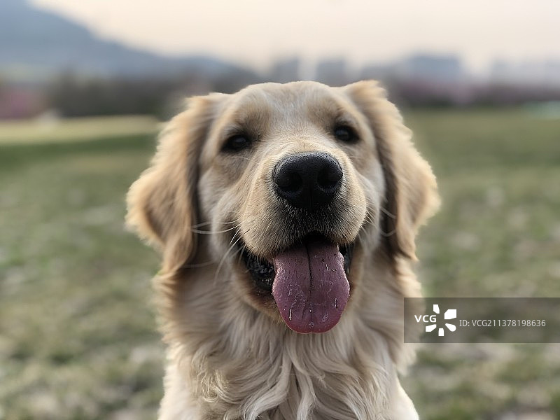 狗向别处看的特写镜头图片素材
