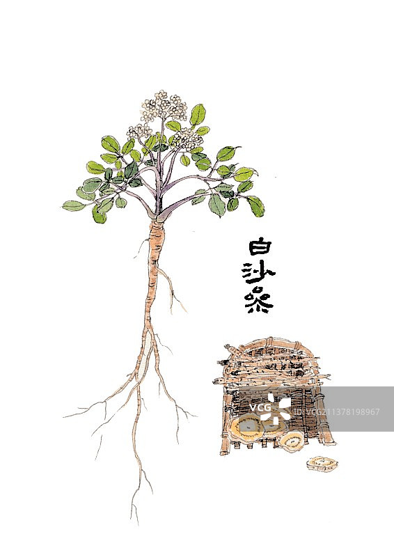 本草纲目手绘唯美中草药插画白沙参图片素材