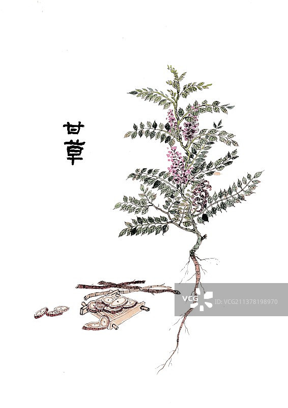 本草纲目手绘唯美中草药插画甘草图片素材