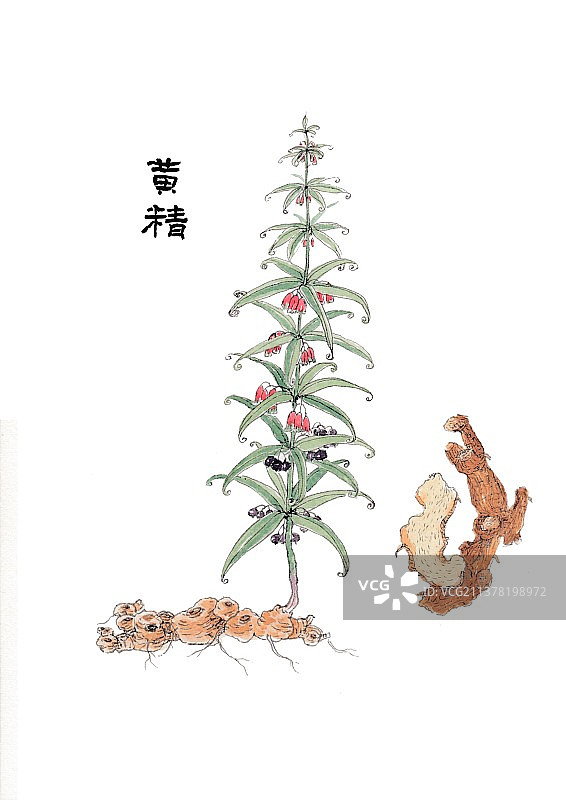 本草纲目手绘唯美中草药插画黄精图片素材