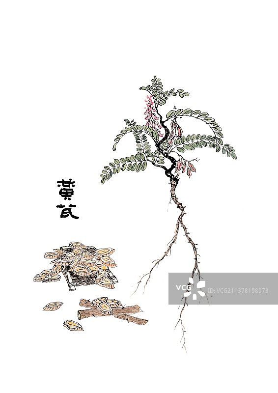 本草纲目手绘唯美中草药插画黄芪图片素材