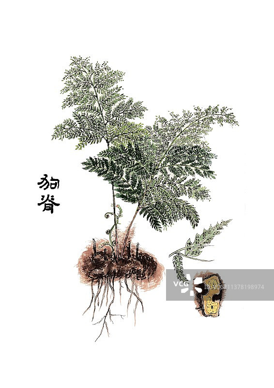 本草纲目手绘唯美中草药插画金毛狗脊图片素材