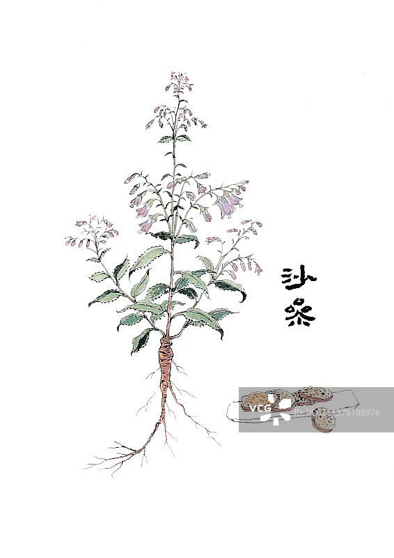 本草纲目手绘唯美中草药插画沙参图片素材