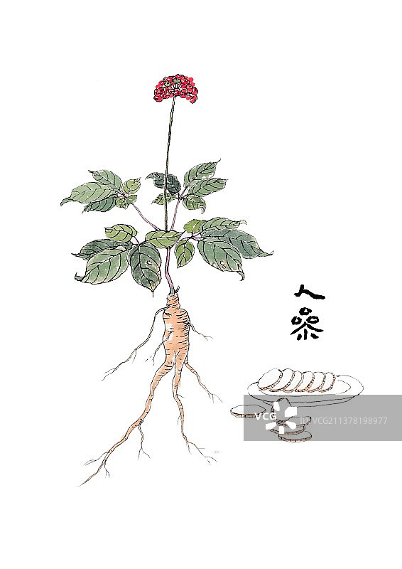 本草纲目手绘唯美中草药插画人参图片素材
