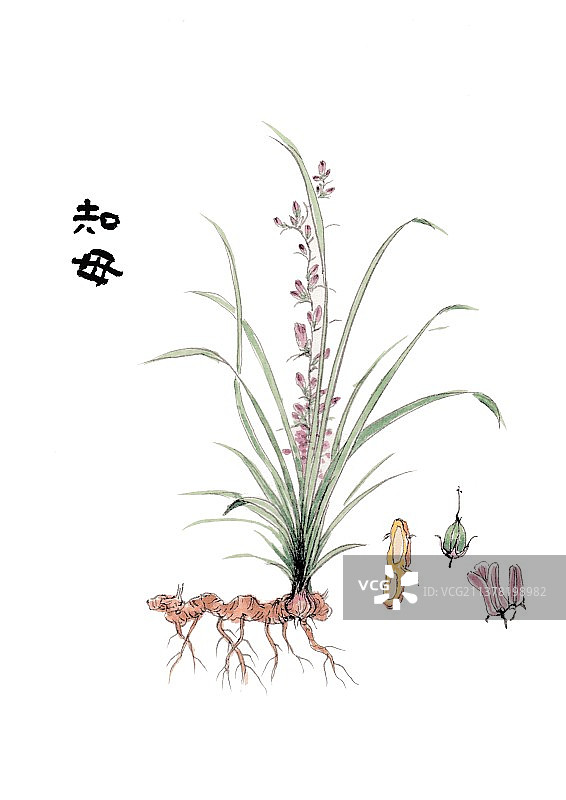 本草纲目手绘唯美中草药插画知母图片素材