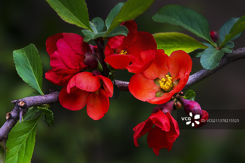 皱皮木瓜图片素材