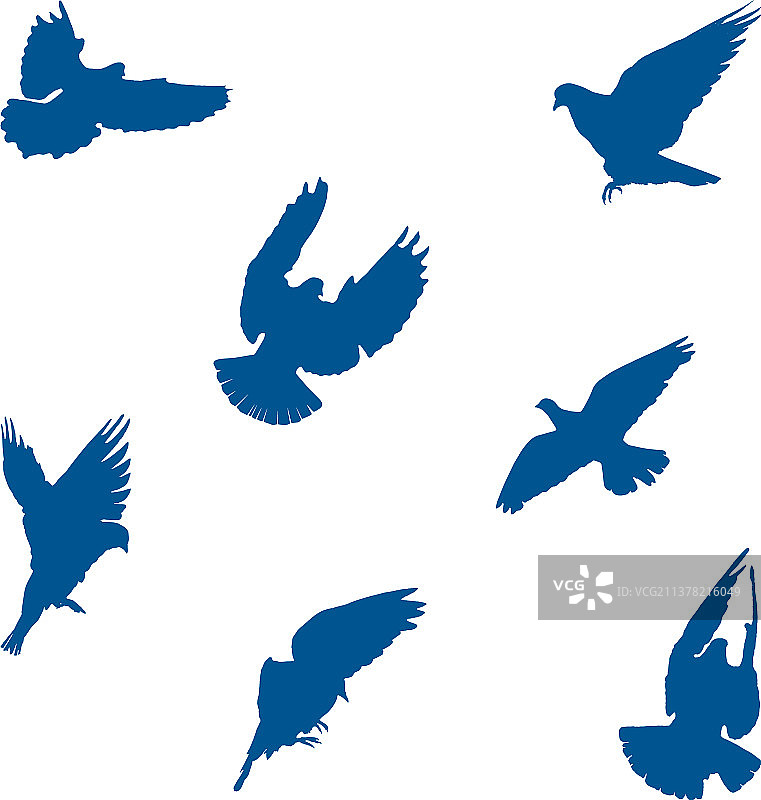 鸽子合集图片素材