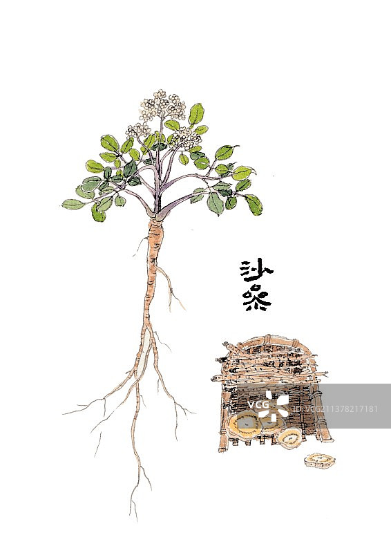 手绘本草植物中草药插画沙参图片素材