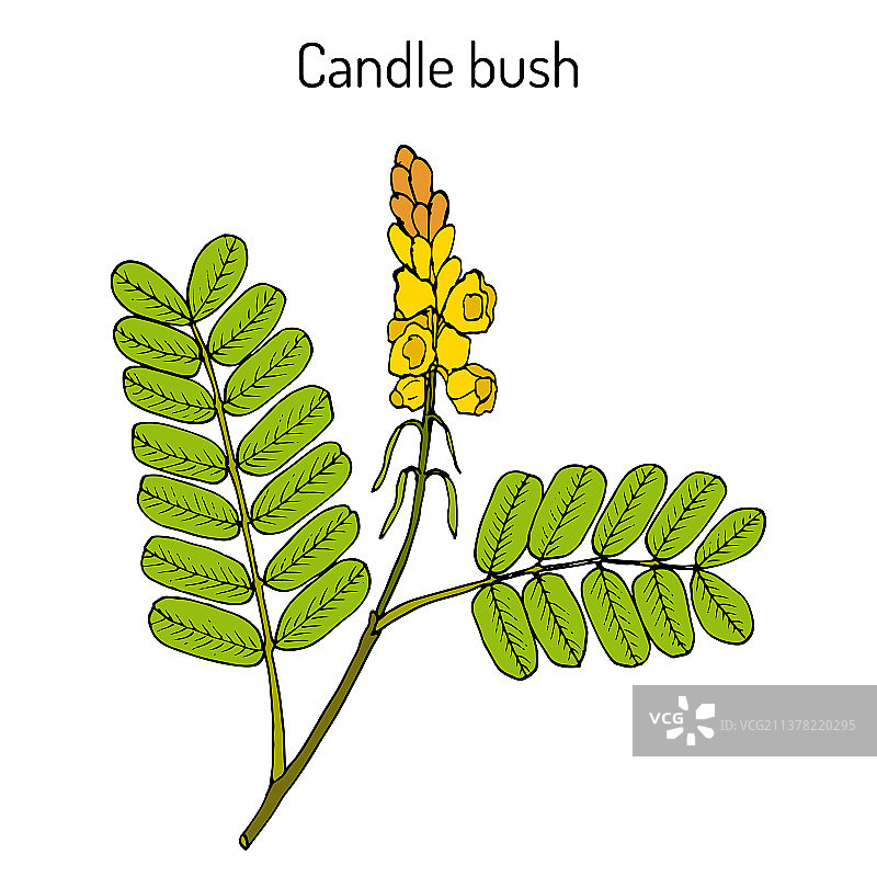 蜡烛灌木决明图片素材