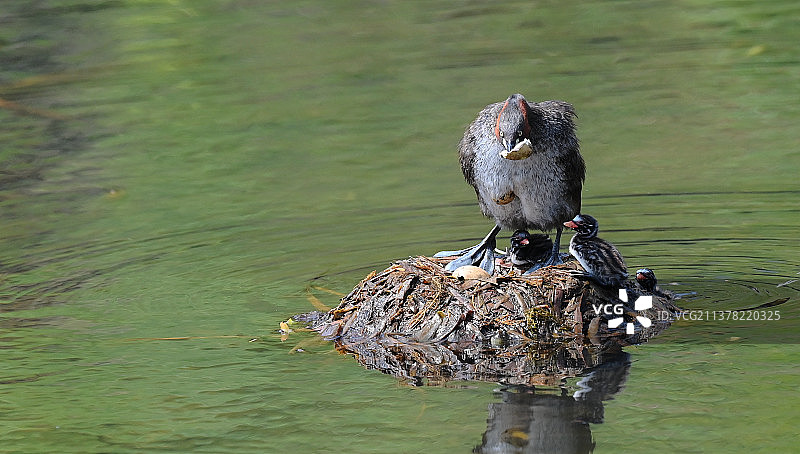 小䴙䴘图片素材