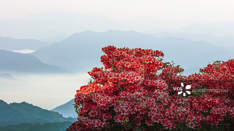 春天映山红图片素材