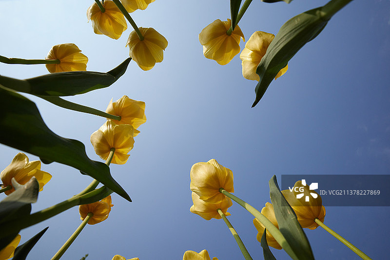 黄色郁金香图片素材