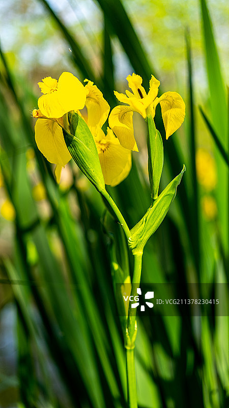 菖蒲花Calamus Flowers图片素材