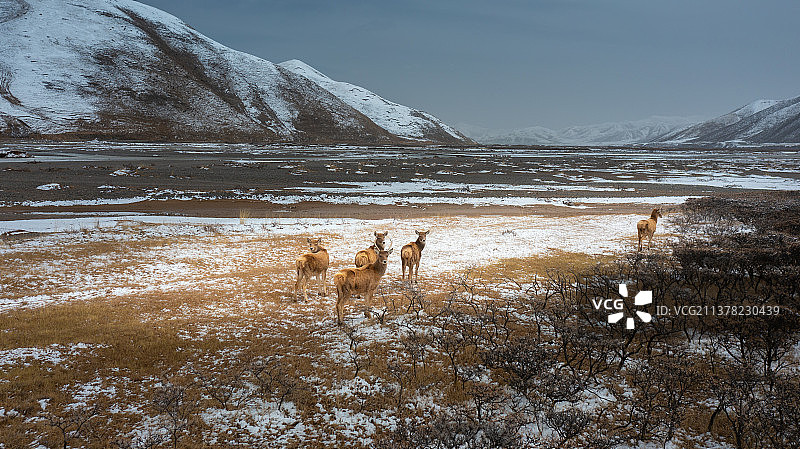 栖息在河边的白唇鹿图片素材