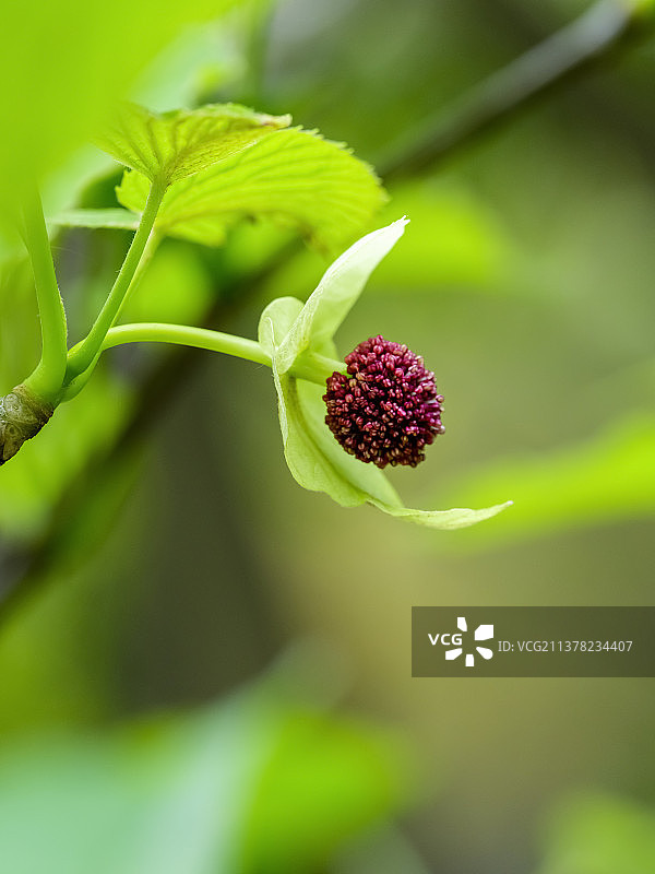杭州植物园珙桐花图片素材