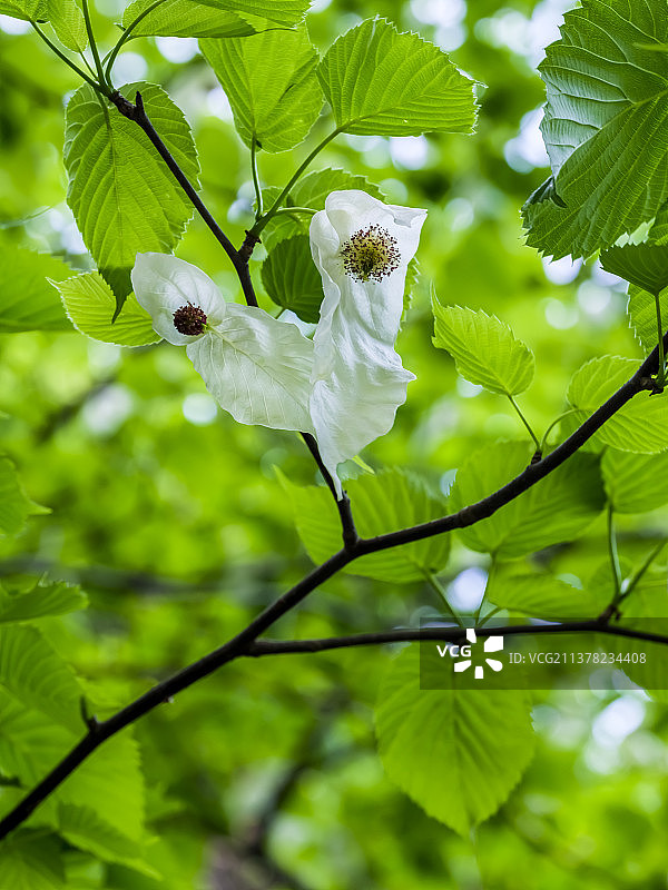 杭州植物园珙桐花图片素材