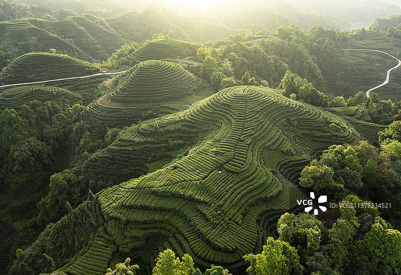 雅安名山金鼓村茶园风光航拍图片素材