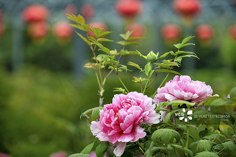 国色天香洛阳牡丹旅游地标花卉壁纸美图图片素材