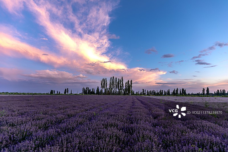 新疆霍城紫色海图片素材