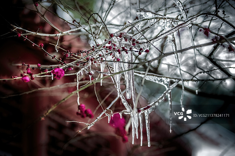 冰封的梅花图片素材