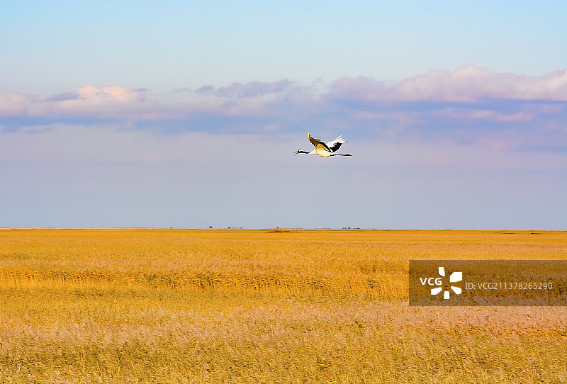 云鹤长飞绕芳甸图片素材