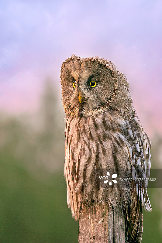乌林鸮----眺望图片素材