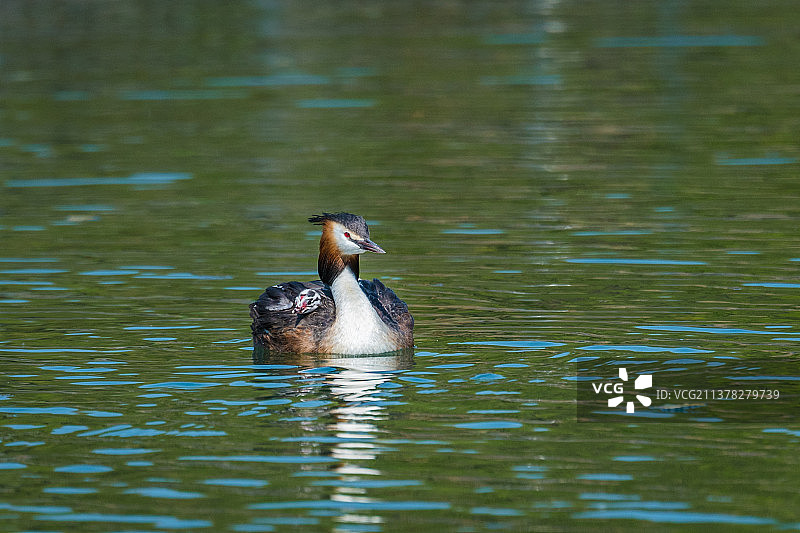 鸊鷉妈妈和背上的雏鸟图片素材