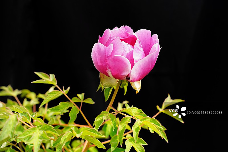 花想容图片素材