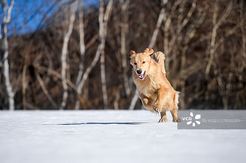雪地中的两只金毛寻回犬图片素材