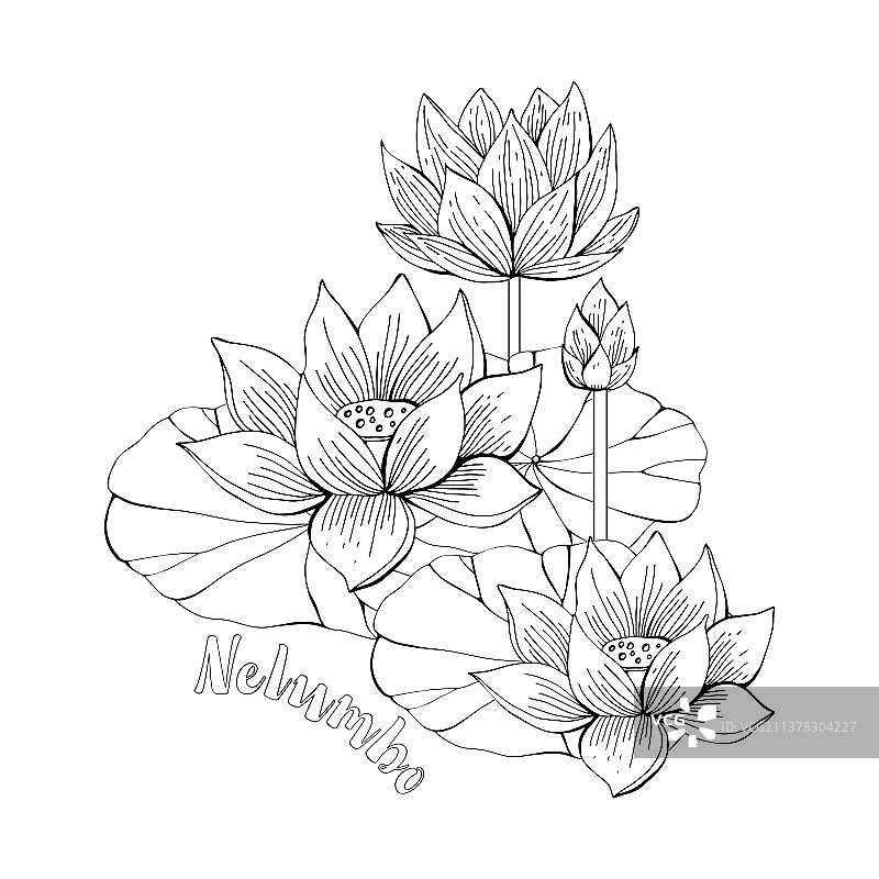 莲花Zentangle涂色页图片素材